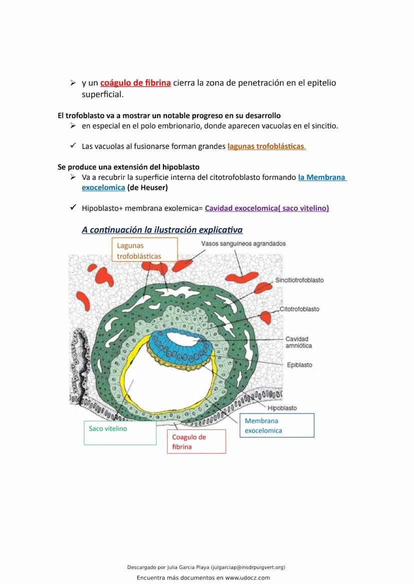 ¿Que es el endometrio?
El endometrio es la capa más interna del útero, la cual se renueva en cada ciclo menstrual con el
objetivo de alojar 