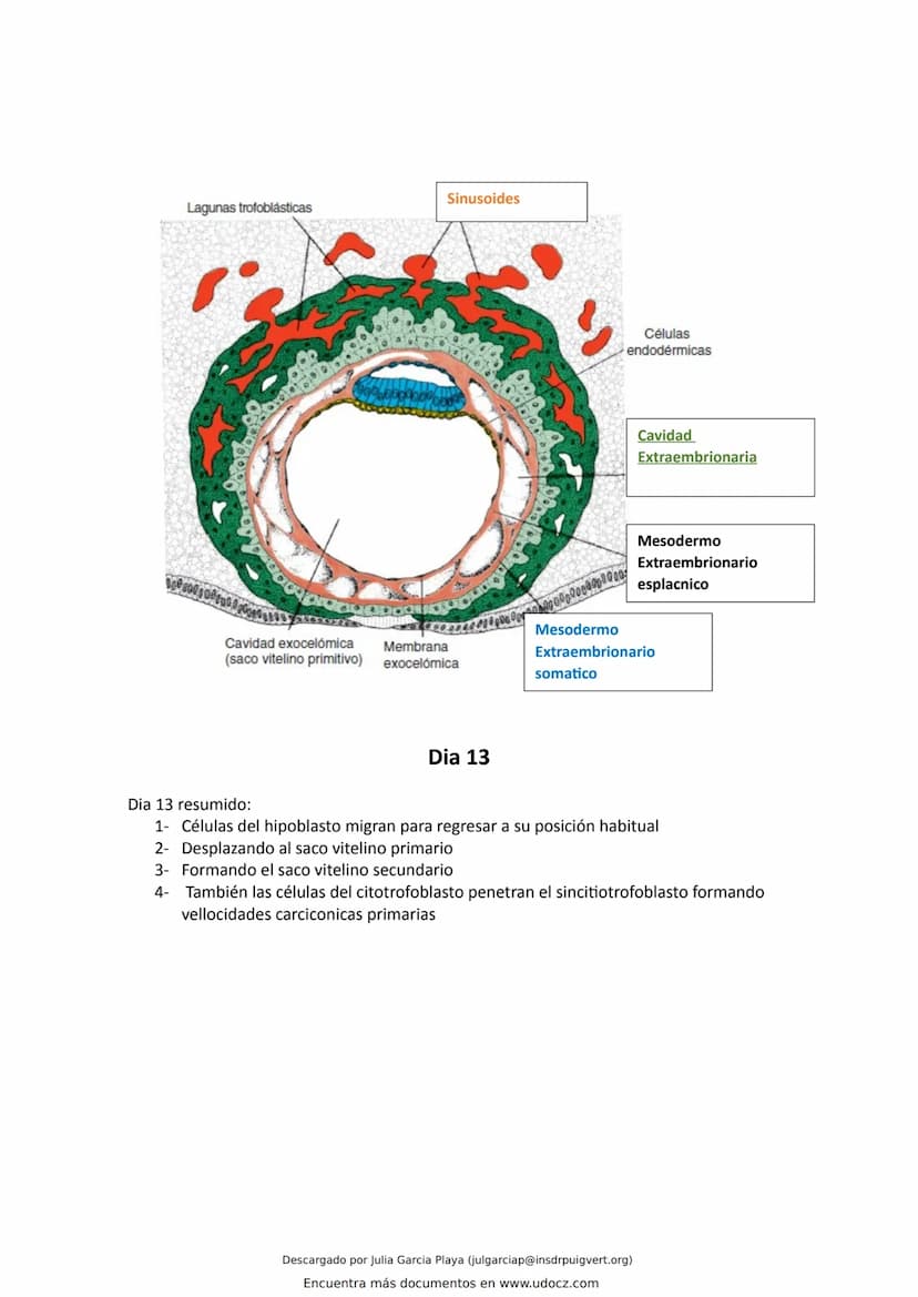 ¿Que es el endometrio?
El endometrio es la capa más interna del útero, la cual se renueva en cada ciclo menstrual con el
objetivo de alojar 