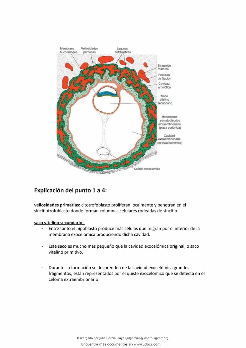 ¿Que es el endometrio?
El endometrio es la capa más interna del útero, la cual se renueva en cada ciclo menstrual con el
objetivo de alojar 