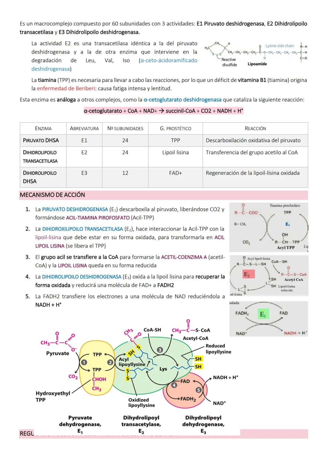 Ciclo de Krebs.
El ciclo de Krebs, de los ácidos tricarboxílicos o del ácido cítrico, consiste en una
serie de reacciones que van a permitir