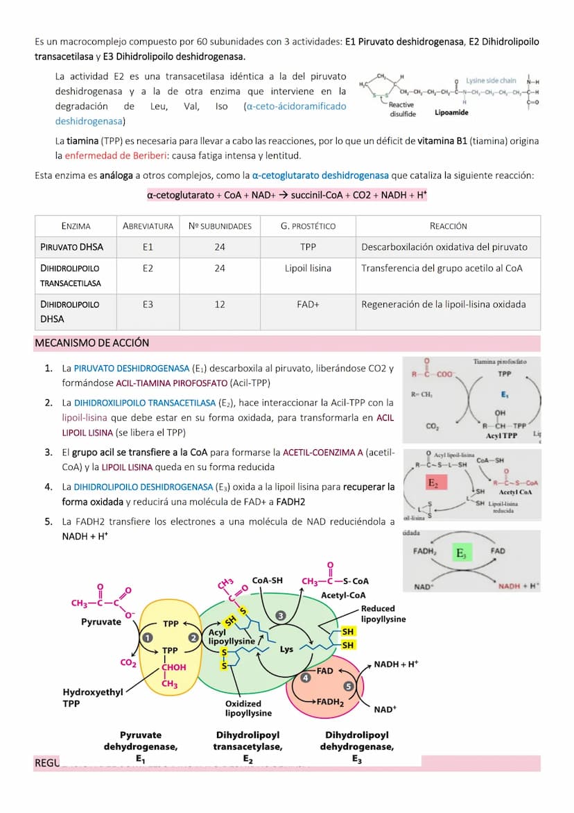 Ciclo de Krebs.
El ciclo de Krebs, de los ácidos tricarboxílicos o del ácido cítrico, consiste en una
serie de reacciones que van a permitir