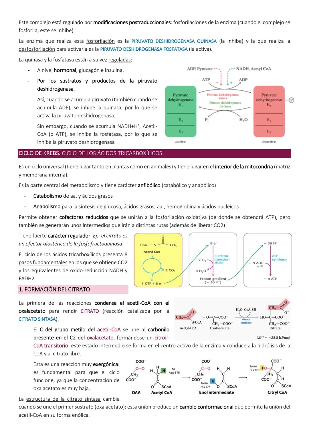 Ciclo de Krebs.
El ciclo de Krebs, de los ácidos tricarboxílicos o del ácido cítrico, consiste en una
serie de reacciones que van a permitir