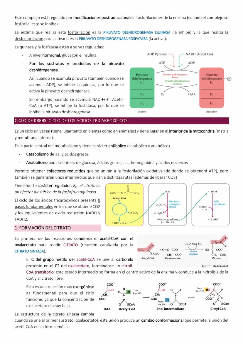 Ciclo de Krebs.
El ciclo de Krebs, de los ácidos tricarboxílicos o del ácido cítrico, consiste en una
serie de reacciones que van a permitir