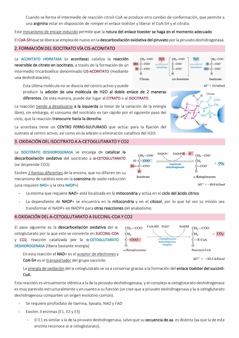 Ciclo de Krebs.
El ciclo de Krebs, de los ácidos tricarboxílicos o del ácido cítrico, consiste en una
serie de reacciones que van a permitir