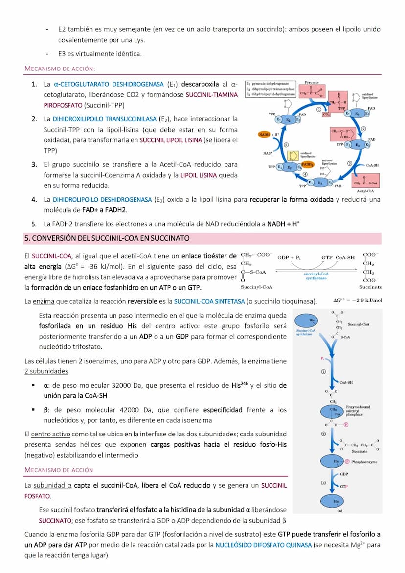 Ciclo de Krebs.
El ciclo de Krebs, de los ácidos tricarboxílicos o del ácido cítrico, consiste en una
serie de reacciones que van a permitir