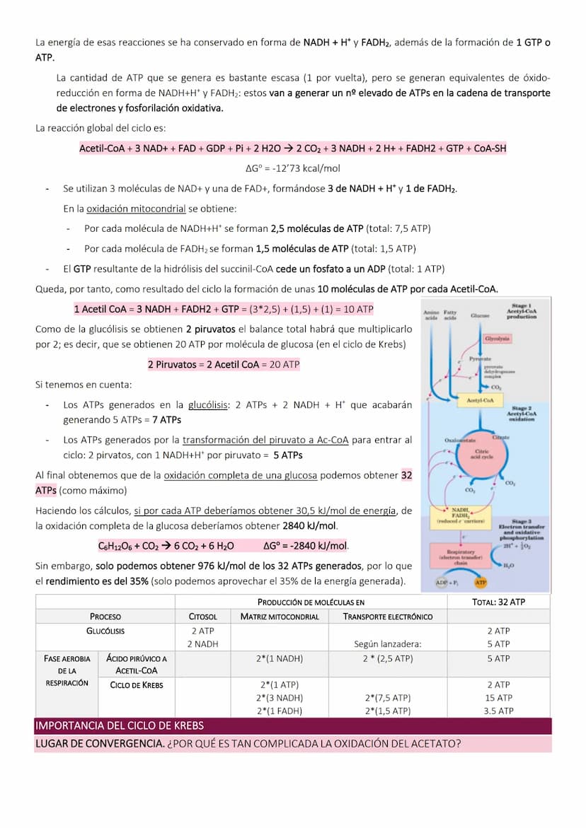 Ciclo de Krebs.
El ciclo de Krebs, de los ácidos tricarboxílicos o del ácido cítrico, consiste en una
serie de reacciones que van a permitir