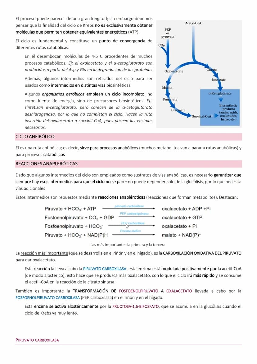 Ciclo de Krebs.
El ciclo de Krebs, de los ácidos tricarboxílicos o del ácido cítrico, consiste en una
serie de reacciones que van a permitir