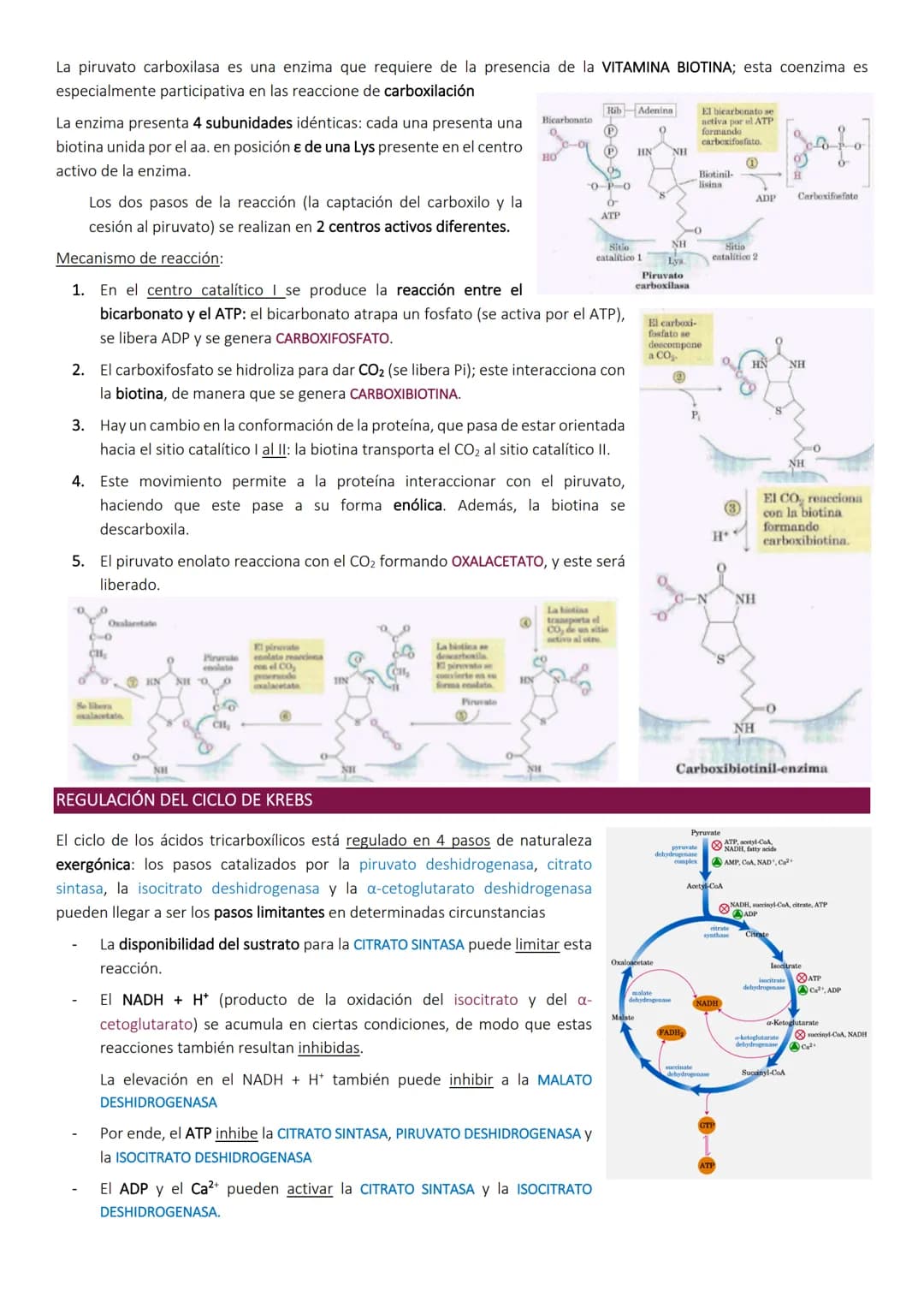 Ciclo de Krebs.
El ciclo de Krebs, de los ácidos tricarboxílicos o del ácido cítrico, consiste en una
serie de reacciones que van a permitir