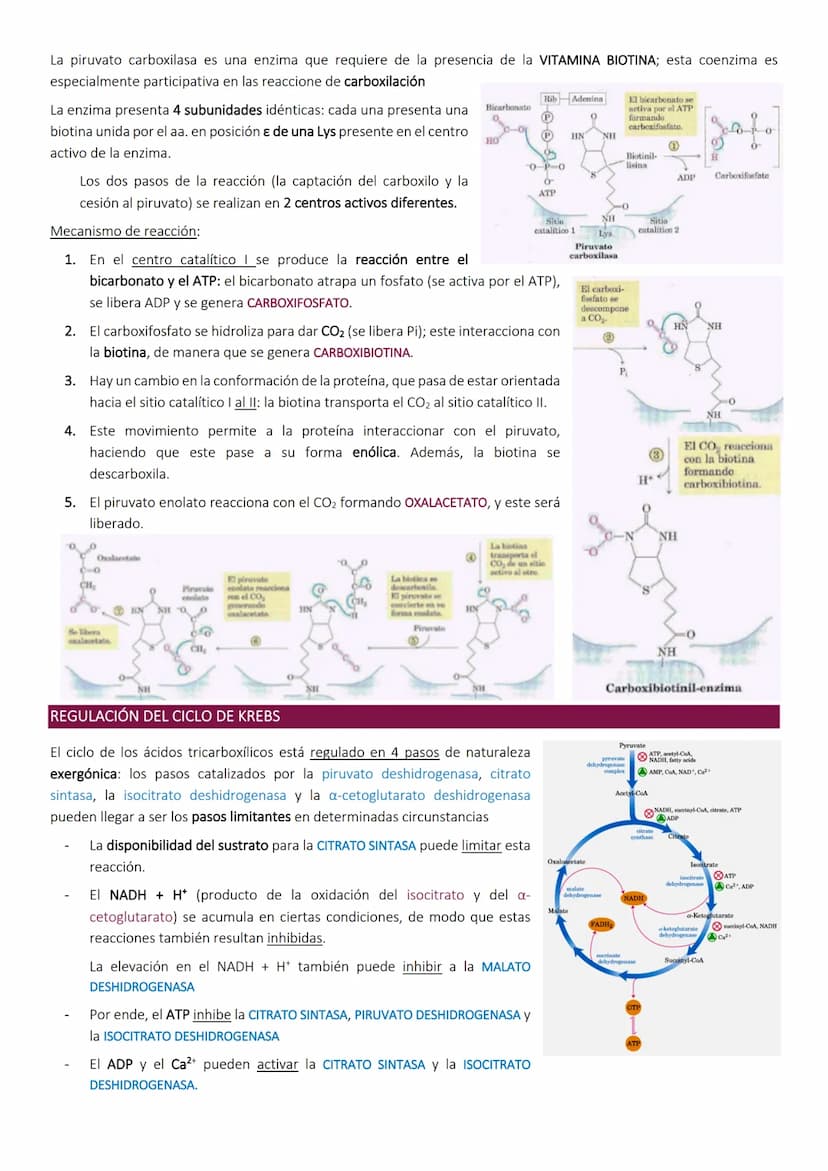 Ciclo de Krebs.
El ciclo de Krebs, de los ácidos tricarboxílicos o del ácido cítrico, consiste en una
serie de reacciones que van a permitir