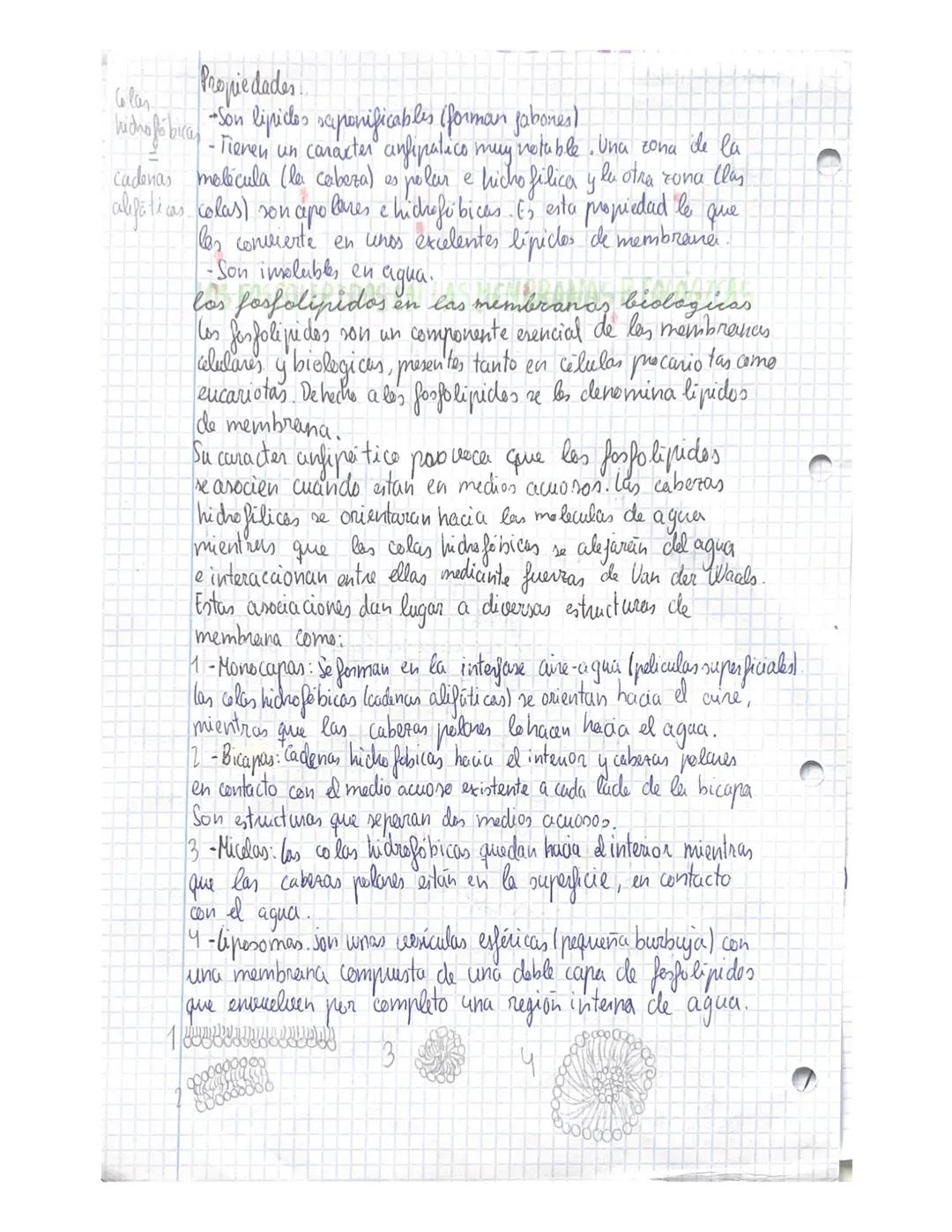 12
# TEMA 4 lipidos
Son biomelecular orgánicas que dan lugar a un grupo muy heterogeneo de
sustancias quimicas ya que mesentan estructures y