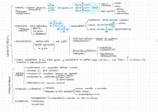 Know ESQUEMA LÍPIDOS  thumbnail