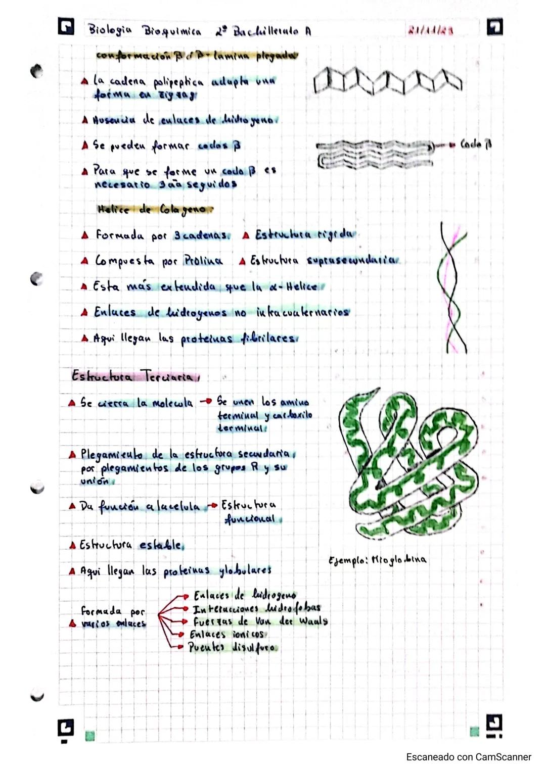Biologia Bioquimica 2º Bachillerato A

protcinas (Tema 4)

Conceptor

19/11/23

•Molewlas formadas por los bioelementos primarios (CHONPS)

