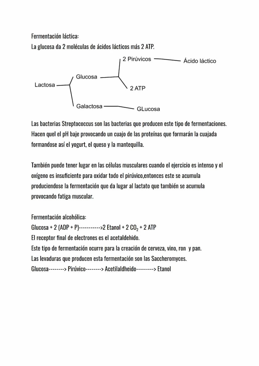 El metabolismo celular.
El metabolismo celular es el conjunto de reacciones químicas que mantienen la vida de
la célula: sin metabolismo no 