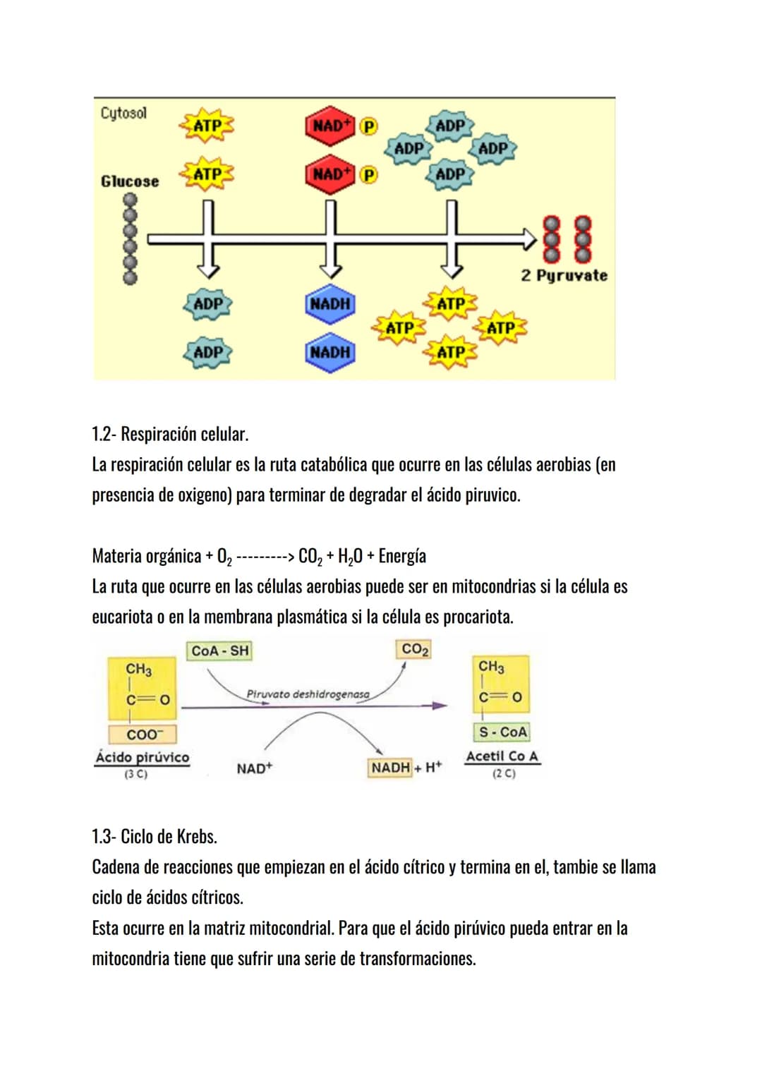 El metabolismo celular.
El metabolismo celular es el conjunto de reacciones químicas que mantienen la vida de
la célula: sin metabolismo no 