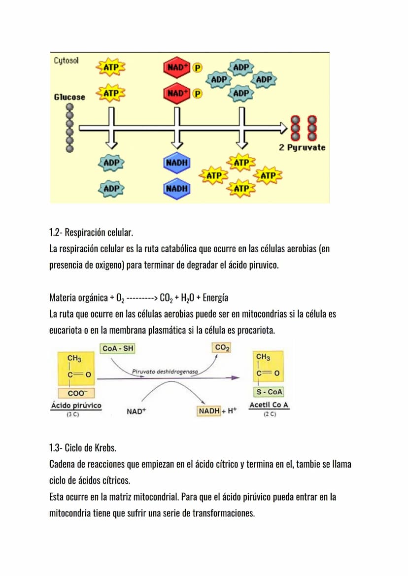 El metabolismo celular.
El metabolismo celular es el conjunto de reacciones químicas que mantienen la vida de
la célula: sin metabolismo no 