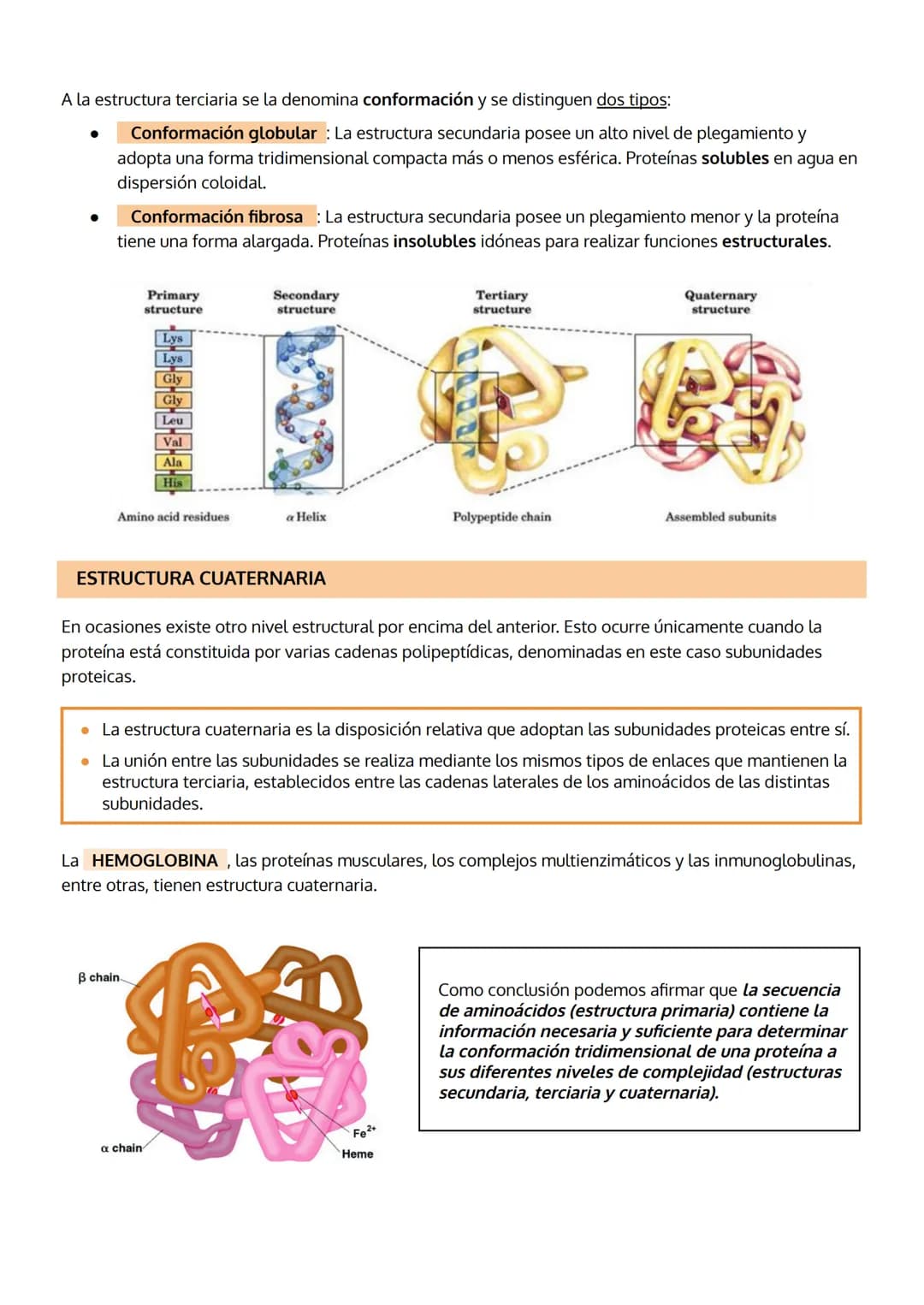 
<p>Las proteínas son el grupo de biomoléculas orgánicas más abundantes en los seres vivos, representando un 50% del peso celular seco en pr