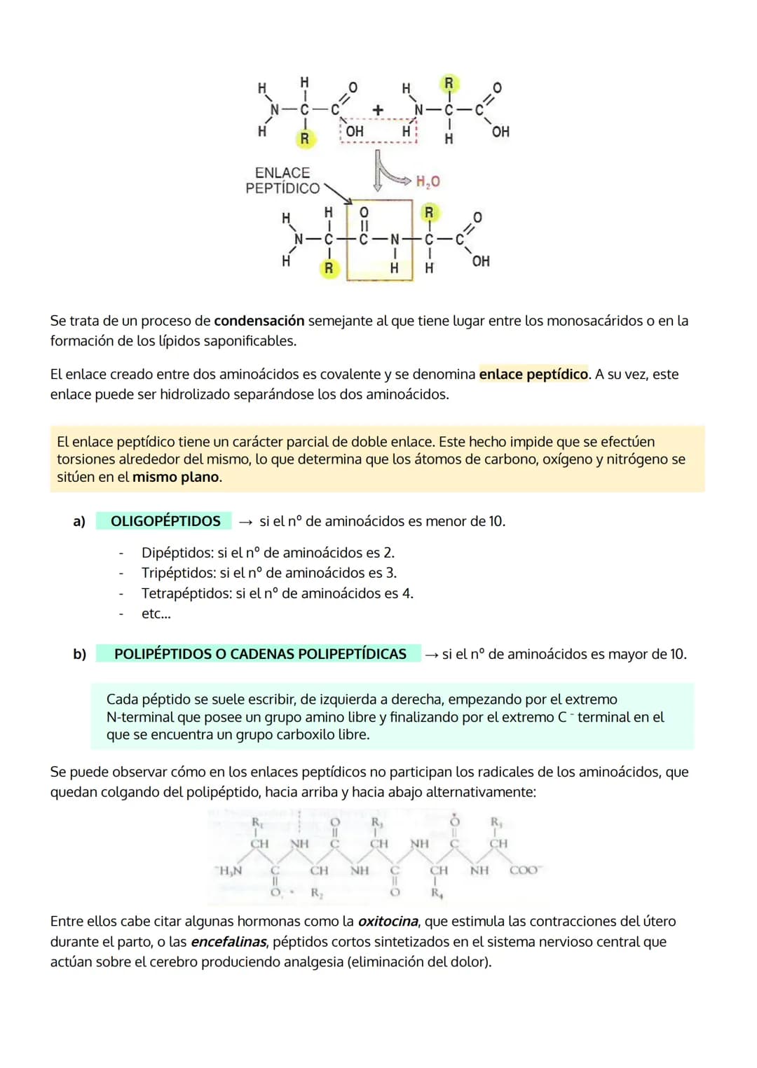 
<p>Las proteínas son el grupo de biomoléculas orgánicas más abundantes en los seres vivos, representando un 50% del peso celular seco en pr