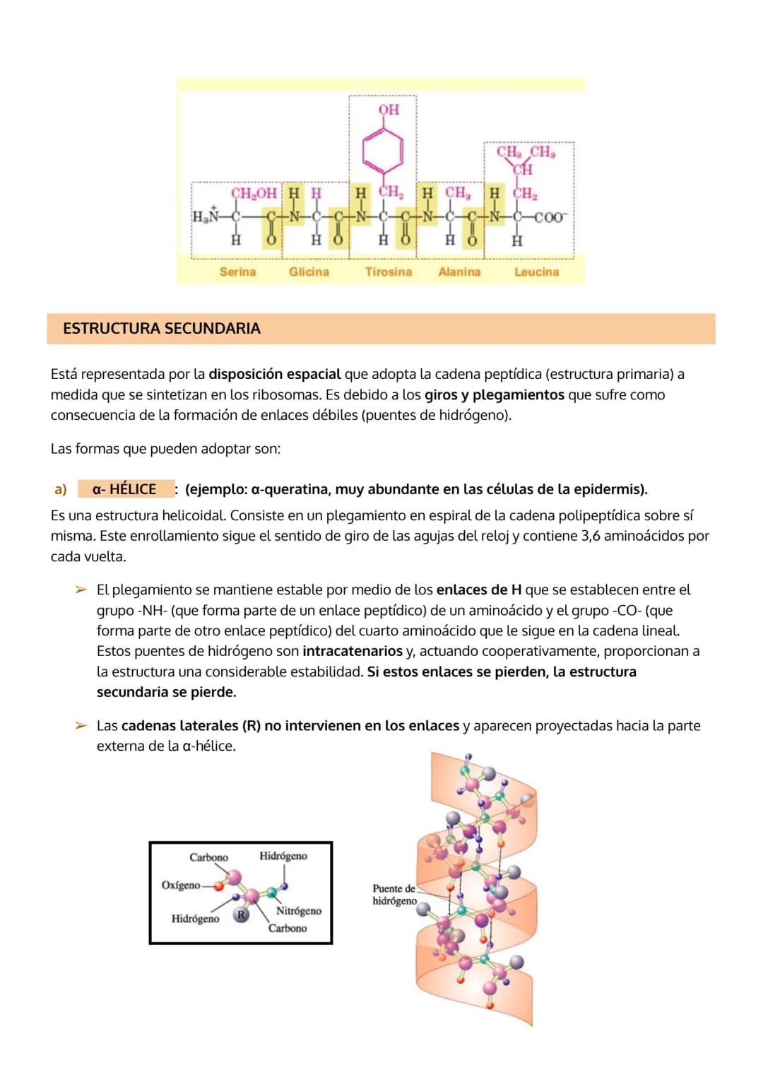 
<p>Las proteínas son el grupo de biomoléculas orgánicas más abundantes en los seres vivos, representando un 50% del peso celular seco en pr