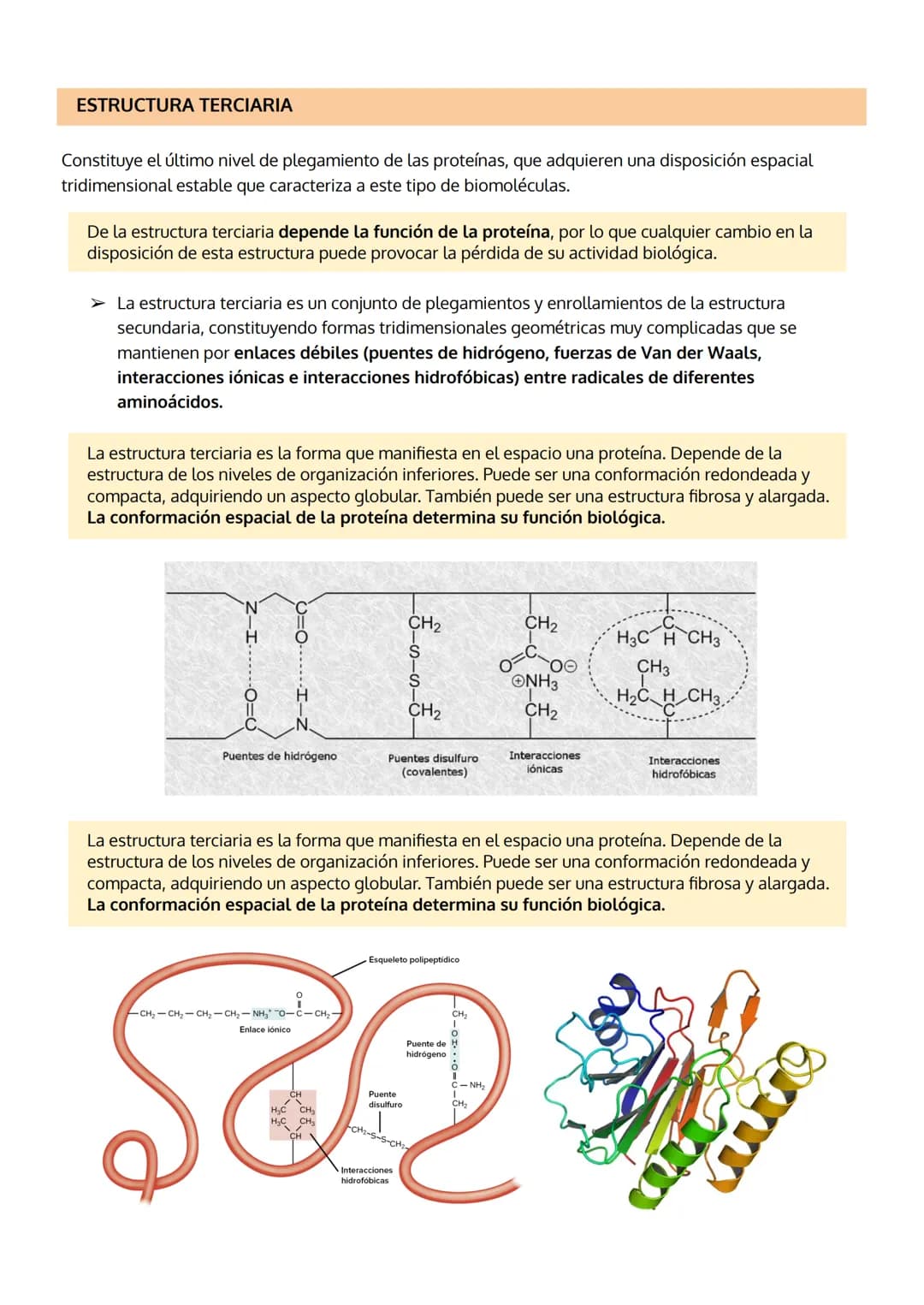 
<p>Las proteínas son el grupo de biomoléculas orgánicas más abundantes en los seres vivos, representando un 50% del peso celular seco en pr