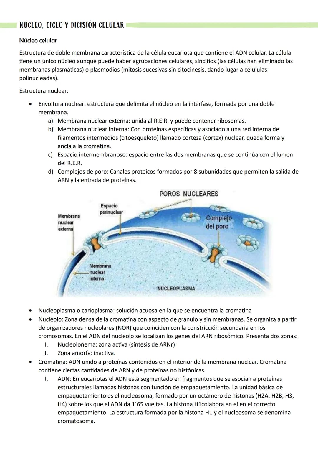 NÚCLEO, CICLO Y DICISIÓN CELULAR
Núcleo celular
Estructura de doble membrana característica de la célula eucariota que contiene el ADN celul