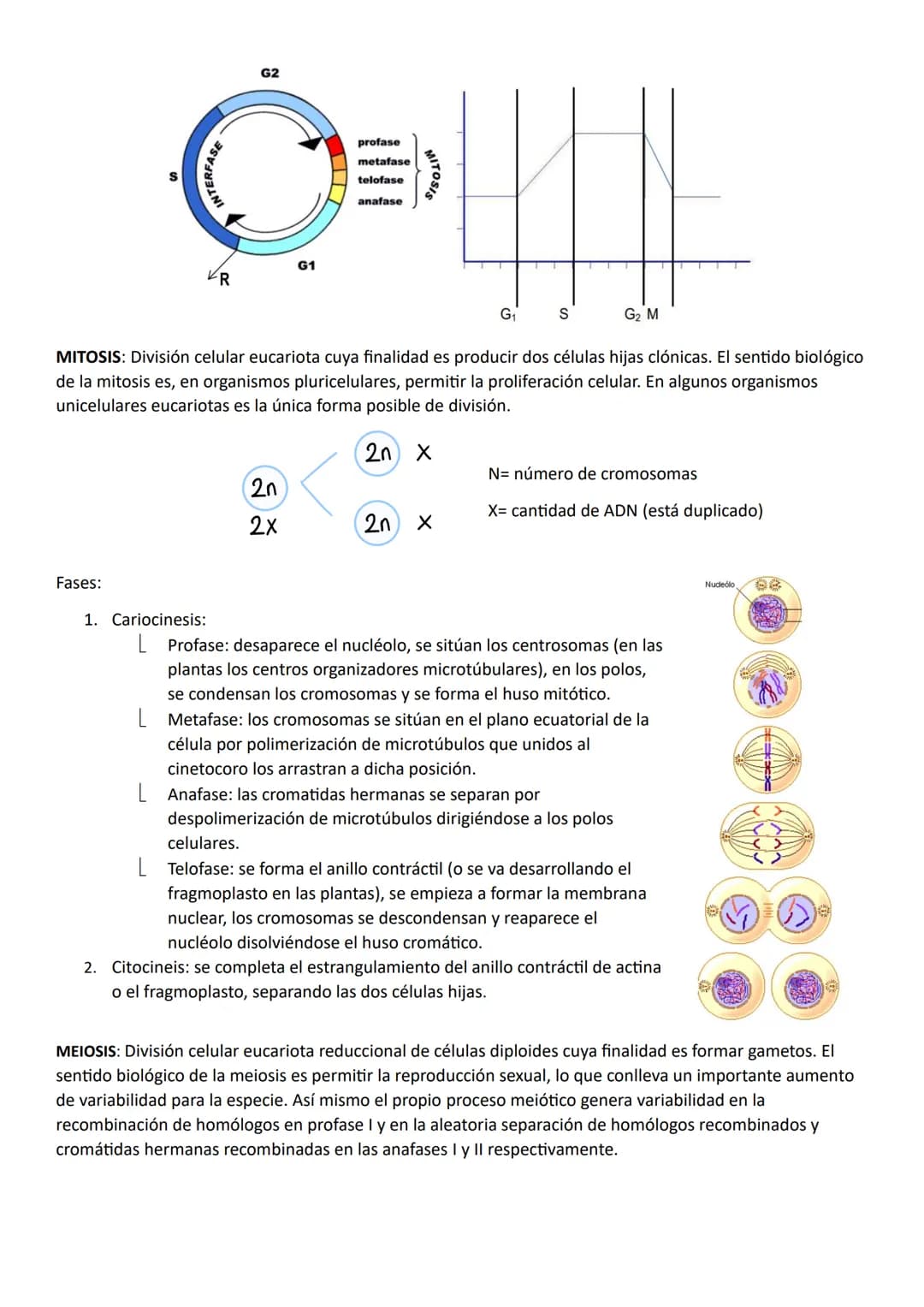 NÚCLEO, CICLO Y DICISIÓN CELULAR
Núcleo celular
Estructura de doble membrana característica de la célula eucariota que contiene el ADN celul
