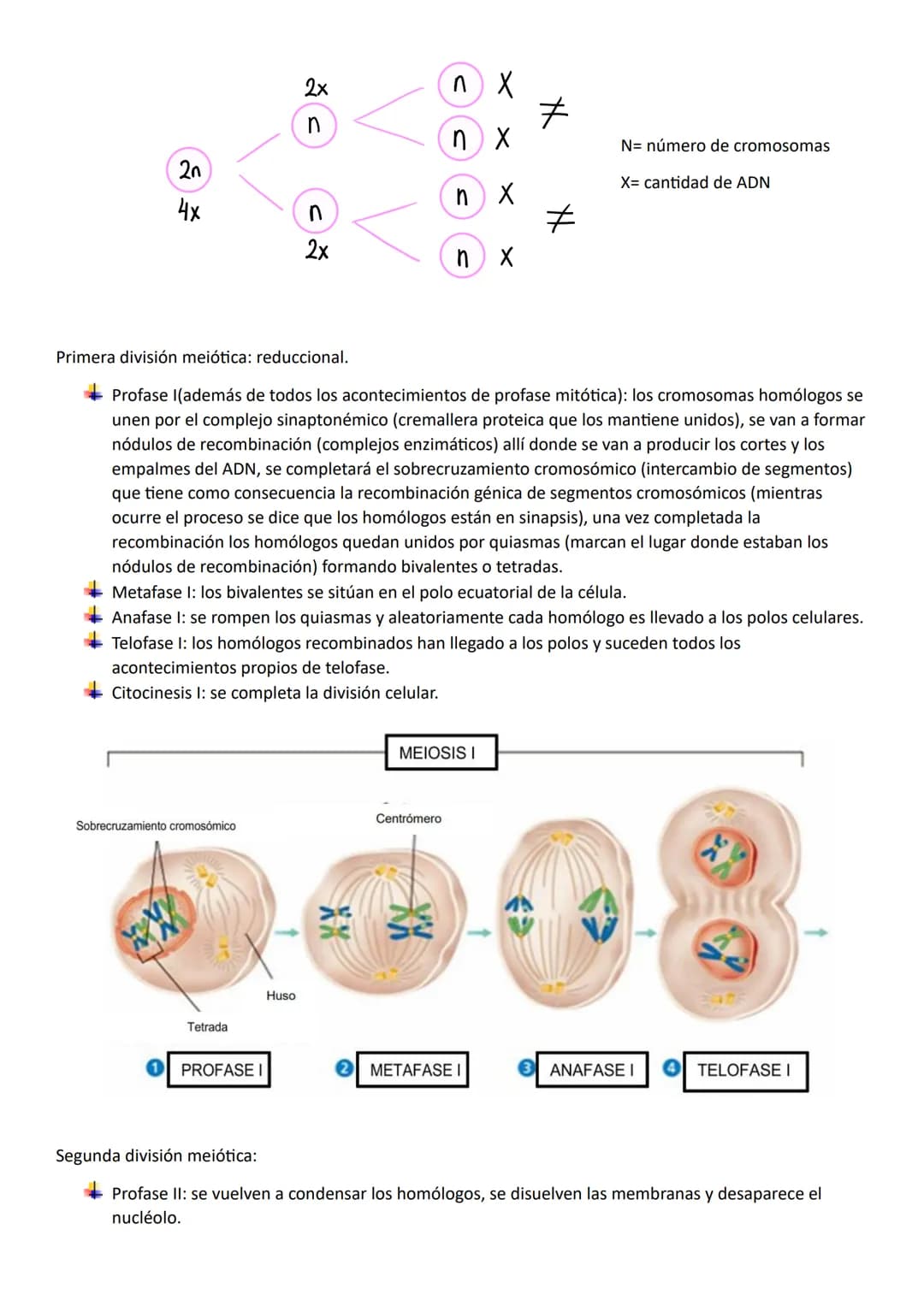 NÚCLEO, CICLO Y DICISIÓN CELULAR
Núcleo celular
Estructura de doble membrana característica de la célula eucariota que contiene el ADN celul