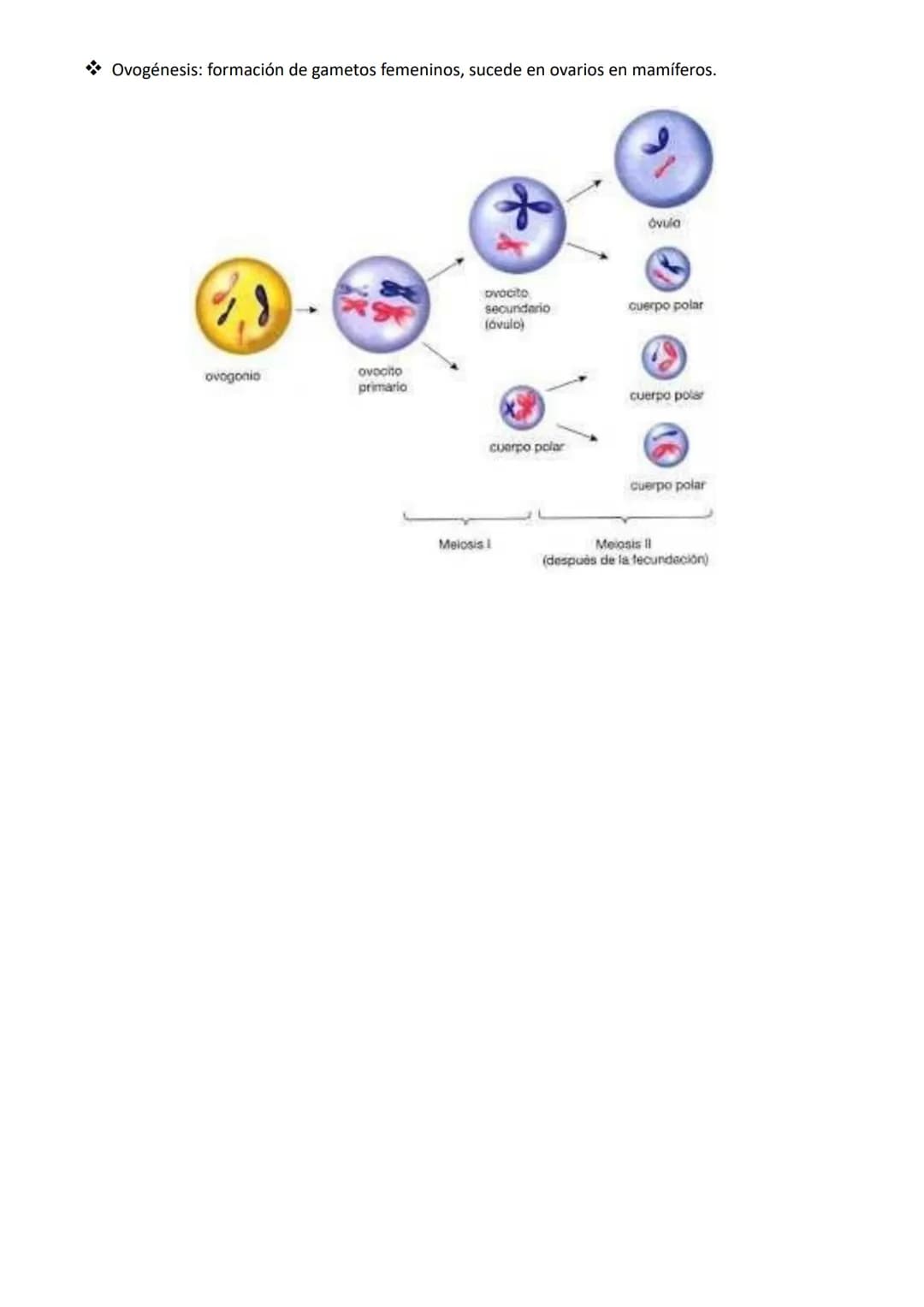 NÚCLEO, CICLO Y DICISIÓN CELULAR
Núcleo celular
Estructura de doble membrana característica de la célula eucariota que contiene el ADN celul