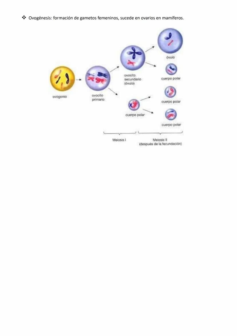 NÚCLEO, CICLO Y DICISIÓN CELULAR
Núcleo celular
Estructura de doble membrana característica de la célula eucariota que contiene el ADN celul