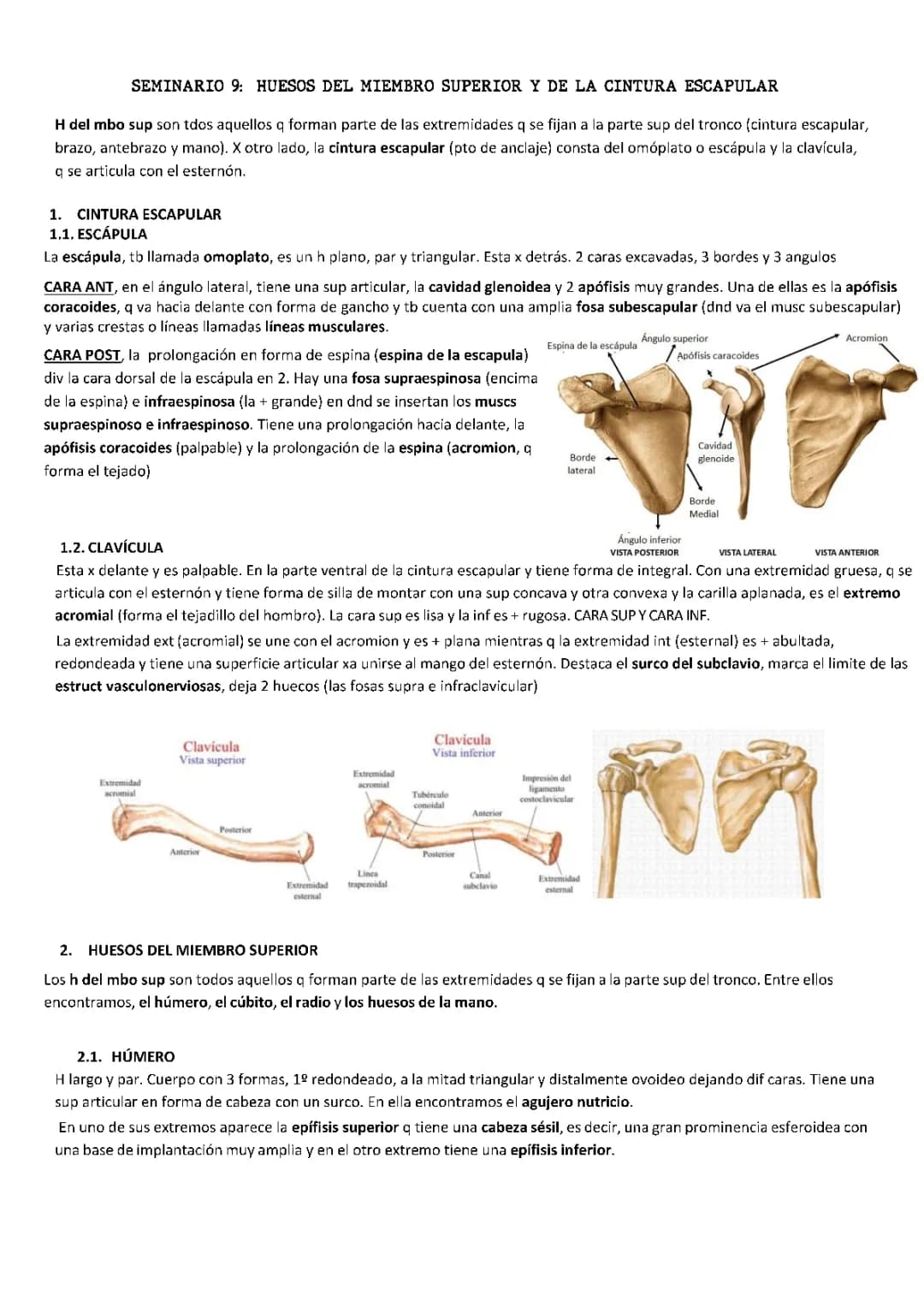 TEMA 9 ANATOMIA