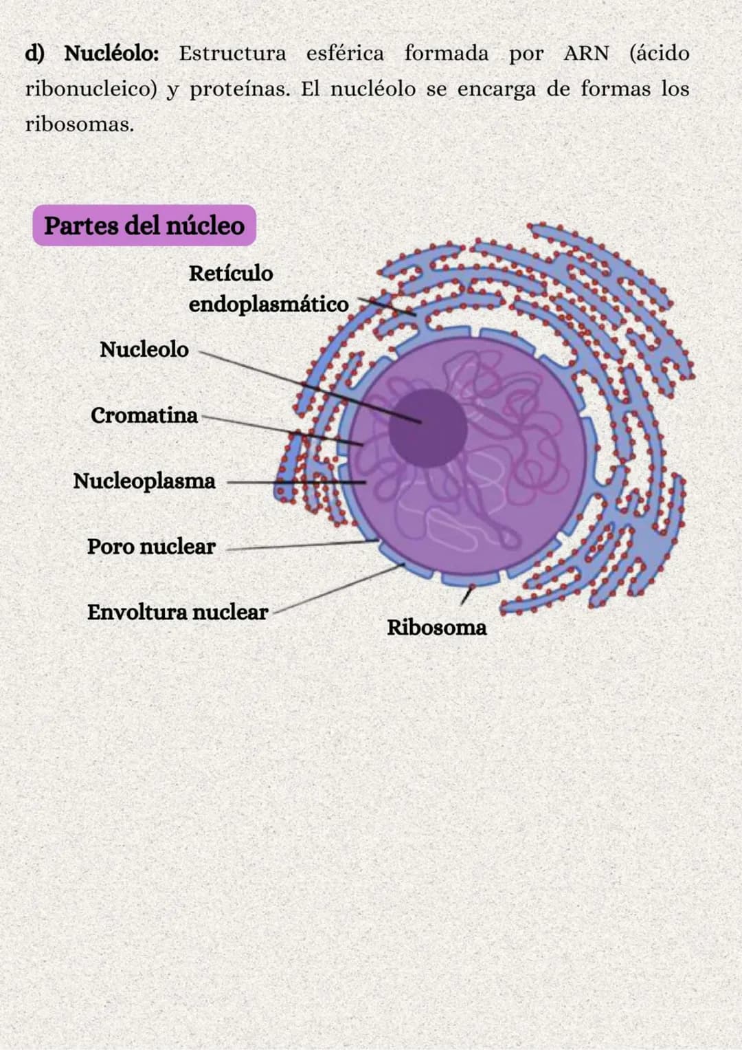 TEMA 1: LA ORGANIZACIÓN
DEL CUERPO HUMANO
}: ÍNDICE
1. Los niveles de organización..........
2. Variedades de la célula..........
2.1. Tipos