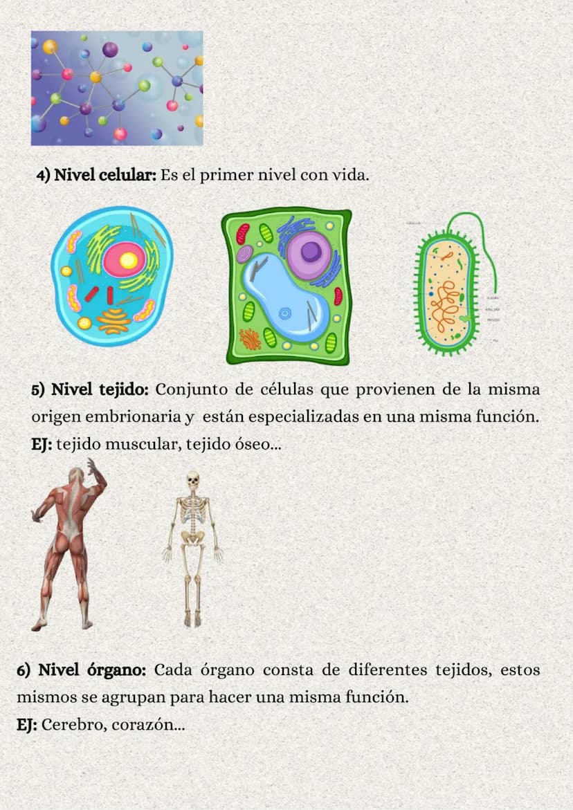 TEMA 1: LA ORGANIZACIÓN
DEL CUERPO HUMANO
}: ÍNDICE
1. Los niveles de organización..........
2. Variedades de la célula..........
2.1. Tipos