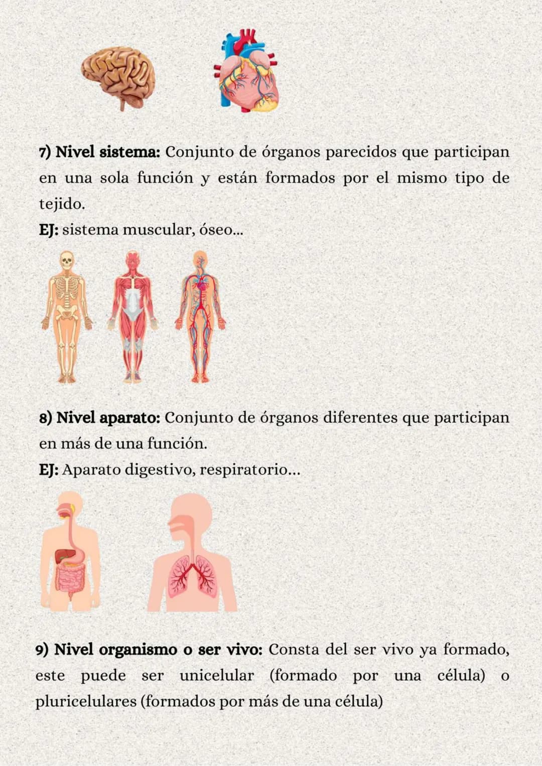 TEMA 1: LA ORGANIZACIÓN
DEL CUERPO HUMANO
}: ÍNDICE
1. Los niveles de organización..........
2. Variedades de la célula..........
2.1. Tipos