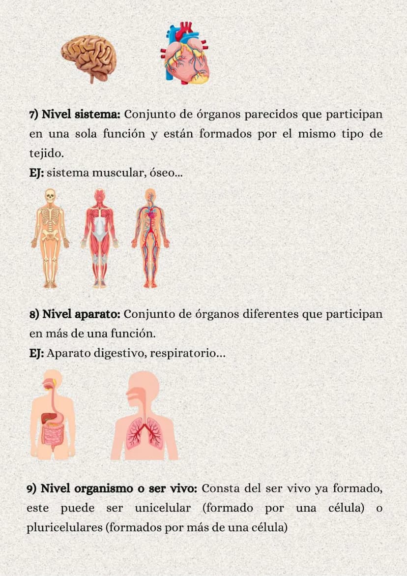 TEMA 1: LA ORGANIZACIÓN
DEL CUERPO HUMANO
}: ÍNDICE
1. Los niveles de organización..........
2. Variedades de la célula..........
2.1. Tipos