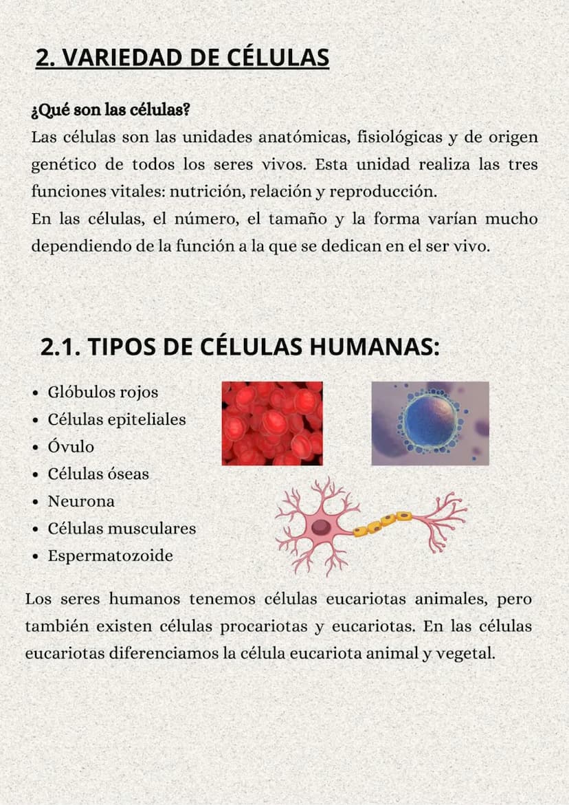 TEMA 1: LA ORGANIZACIÓN
DEL CUERPO HUMANO
}: ÍNDICE
1. Los niveles de organización..........
2. Variedades de la célula..........
2.1. Tipos