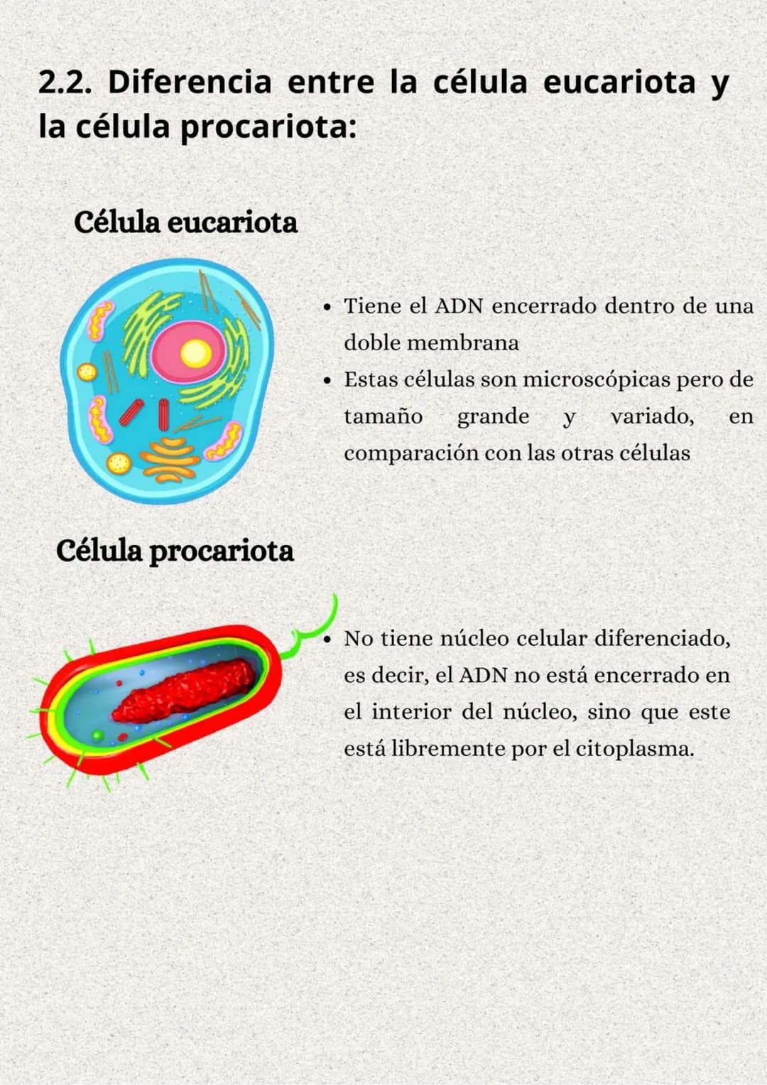 TEMA 1: LA ORGANIZACIÓN
DEL CUERPO HUMANO
}: ÍNDICE
1. Los niveles de organización..........
2. Variedades de la célula..........
2.1. Tipos
