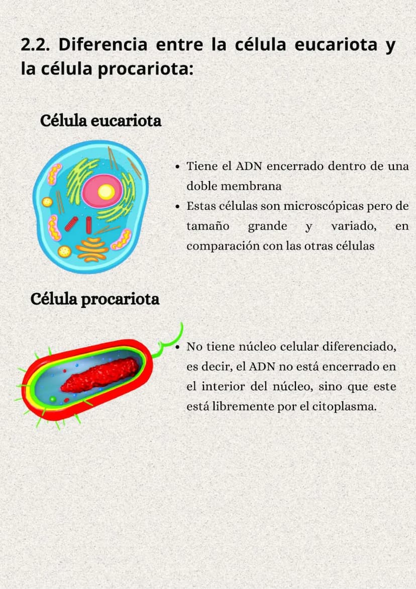 TEMA 1: LA ORGANIZACIÓN
DEL CUERPO HUMANO
}: ÍNDICE
1. Los niveles de organización..........
2. Variedades de la célula..........
2.1. Tipos