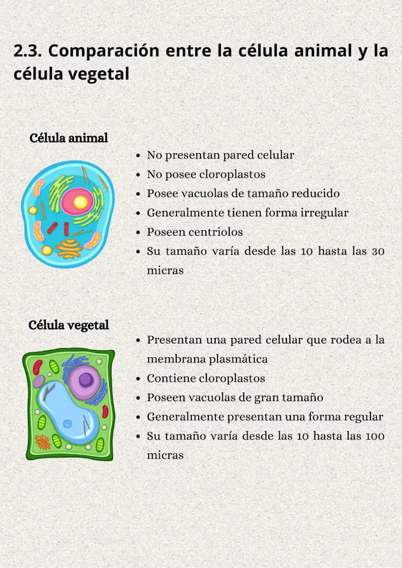 TEMA 1: LA ORGANIZACIÓN
DEL CUERPO HUMANO
}: ÍNDICE
1. Los niveles de organización..........
2. Variedades de la célula..........
2.1. Tipos