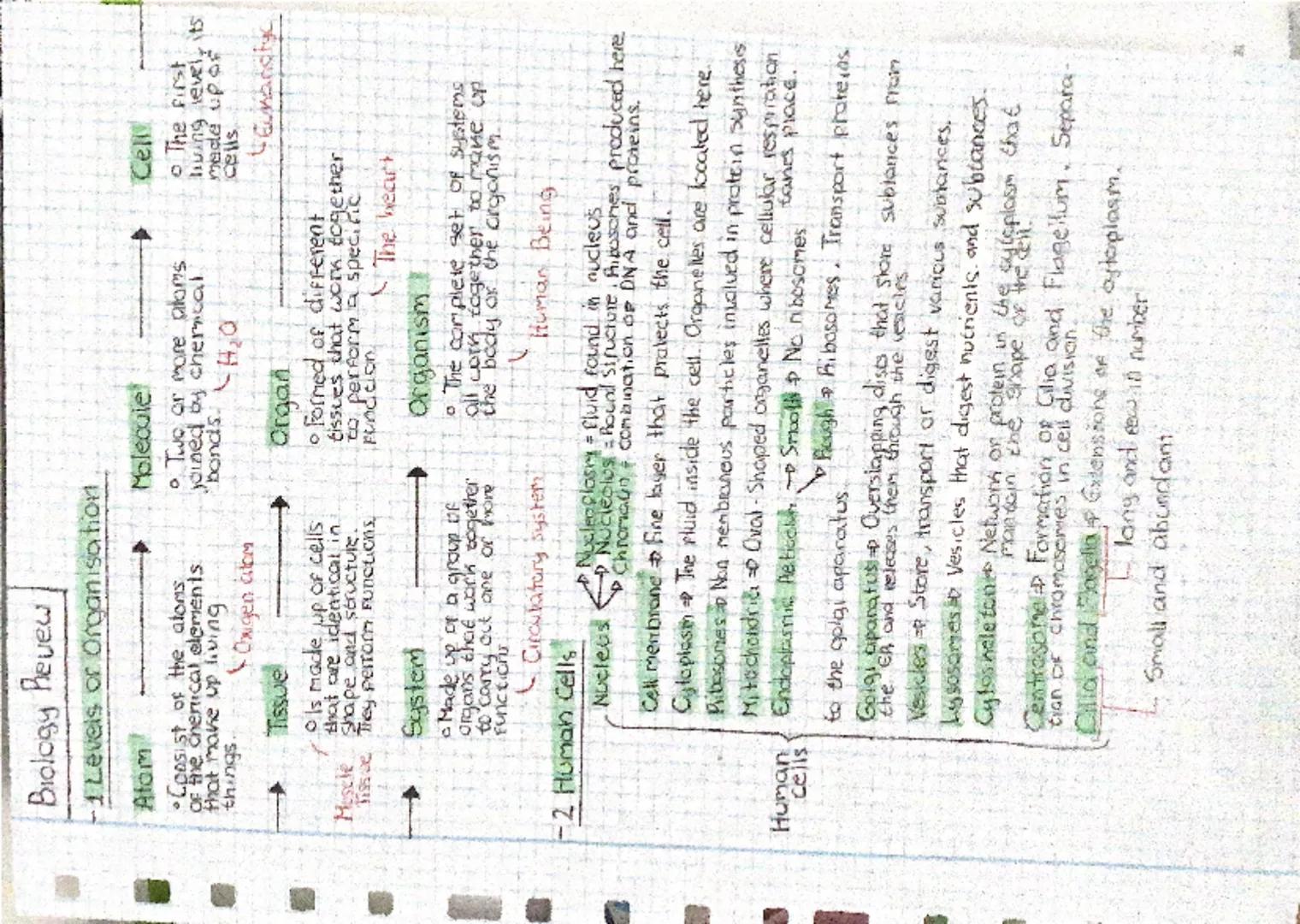 Biology Revew
-1 Levels or Organisation
Atom
•Consist of the atoms.
of the chemical elements.
that make up living.
things.
Oxigen atom
Tissu