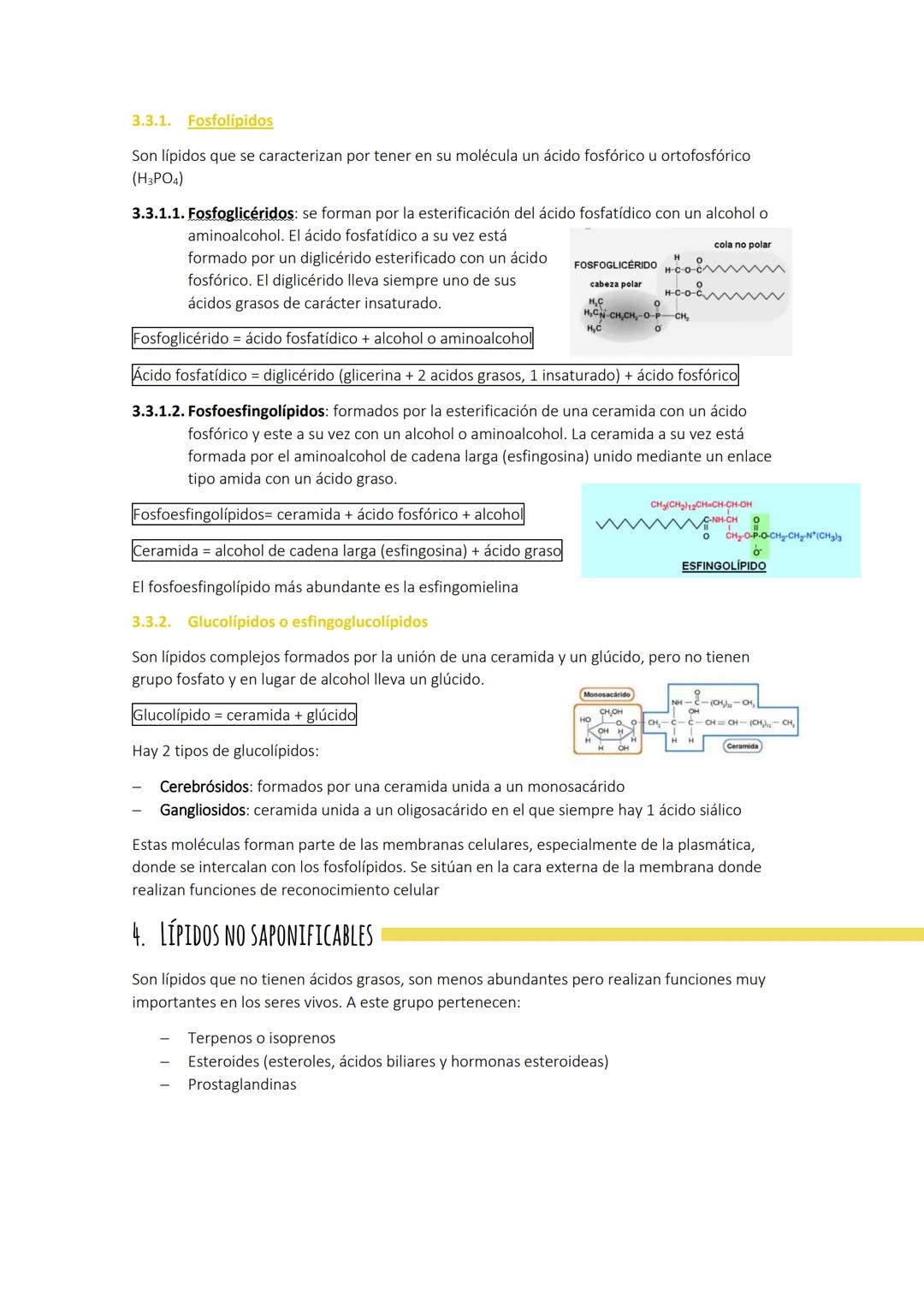 Tema 3:
1. CARACTERÍSTICAS GENERALES
LOS LÍPIDOS
Son biomoléculas orgánicas con funciones más amplias que las de los glúcidos. Están formado