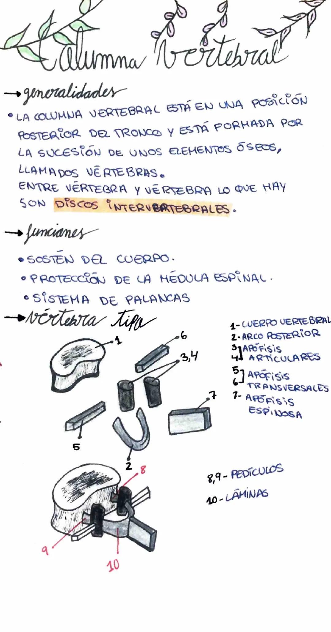 La columna vertebral