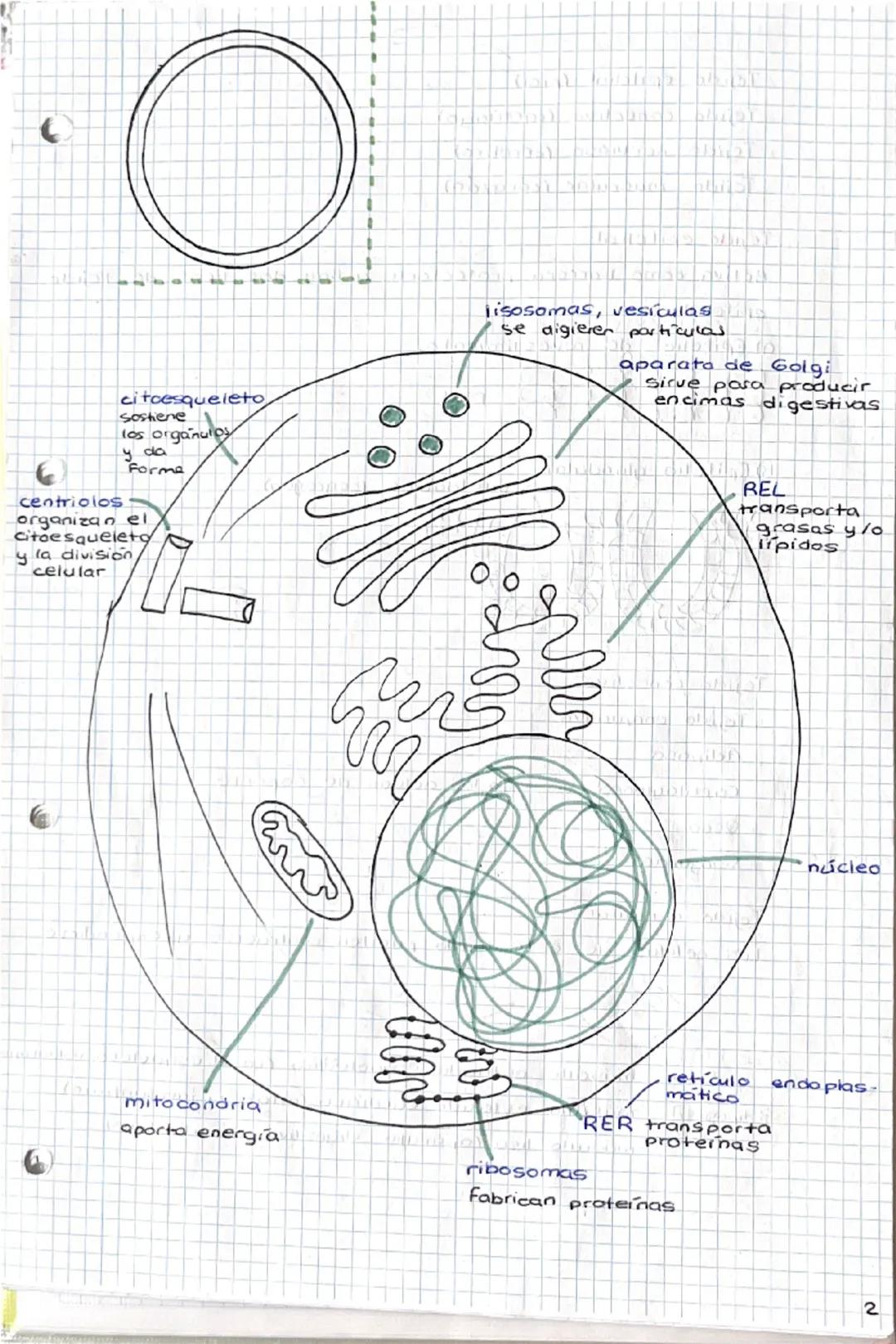 1-10-24
tema 1
SERES HUMANOS la Función de
nutrición
1. Niveles de organización
a) Nivel atómica
b) Nivel
molecular
c) Nivel celular
d) Nive