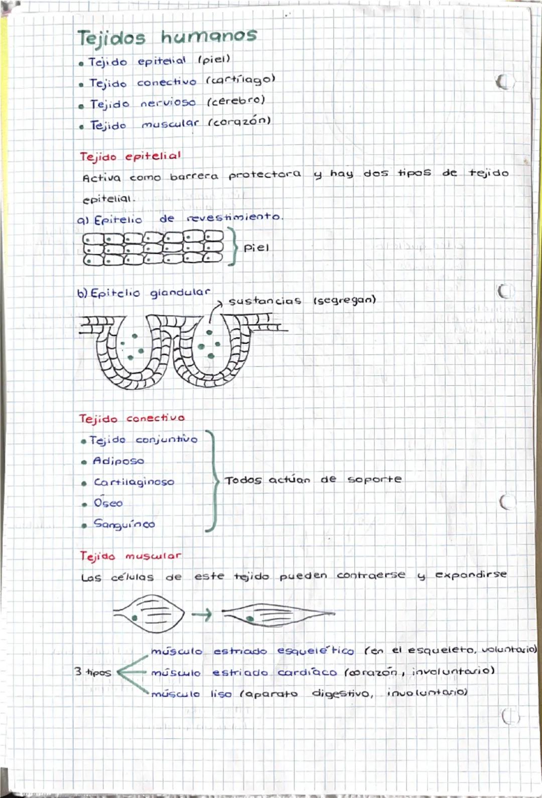 1-10-24
tema 1
SERES HUMANOS la Función de
nutrición
1. Niveles de organización
a) Nivel atómica
b) Nivel
molecular
c) Nivel celular
d) Nive