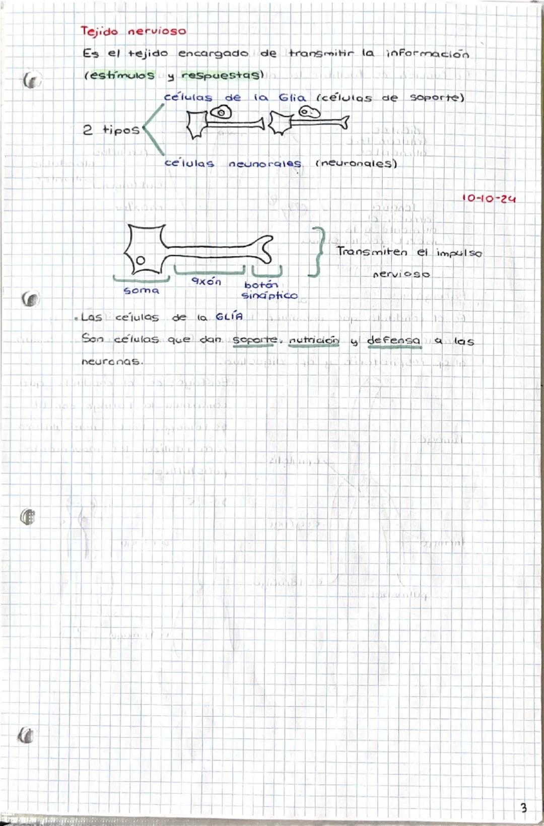 1-10-24
tema 1
SERES HUMANOS la Función de
nutrición
1. Niveles de organización
a) Nivel atómica
b) Nivel
molecular
c) Nivel celular
d) Nive