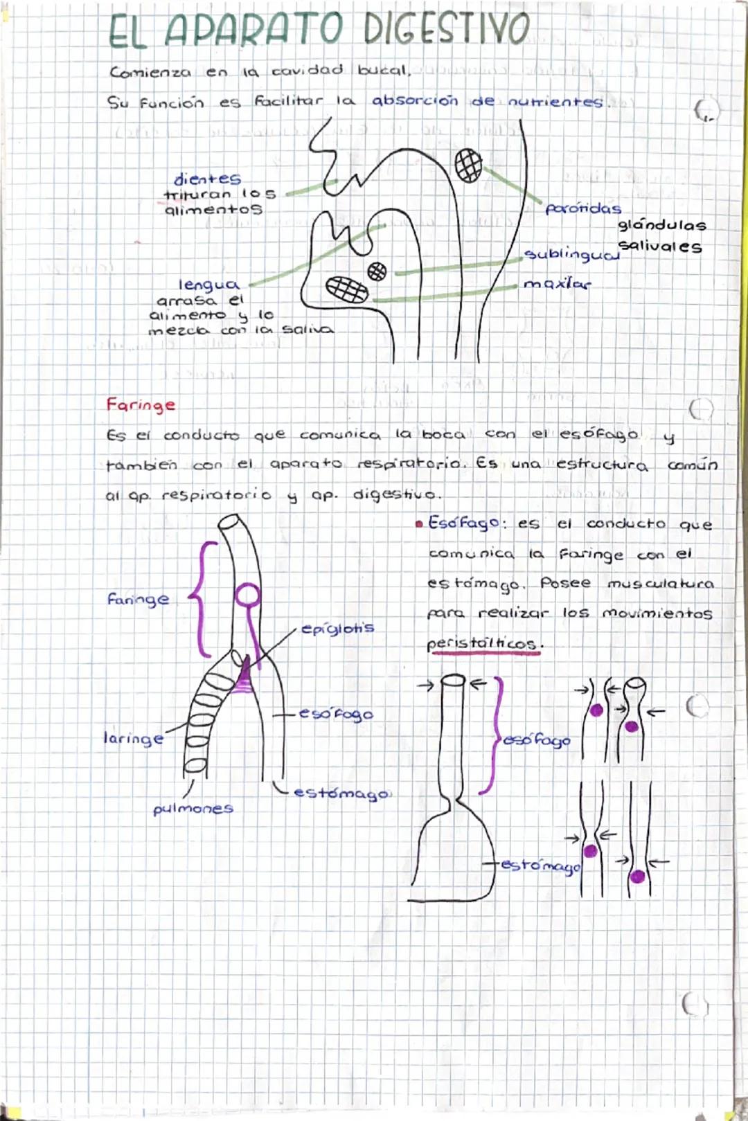 1-10-24
tema 1
SERES HUMANOS la Función de
nutrición
1. Niveles de organización
a) Nivel atómica
b) Nivel
molecular
c) Nivel celular
d) Nive