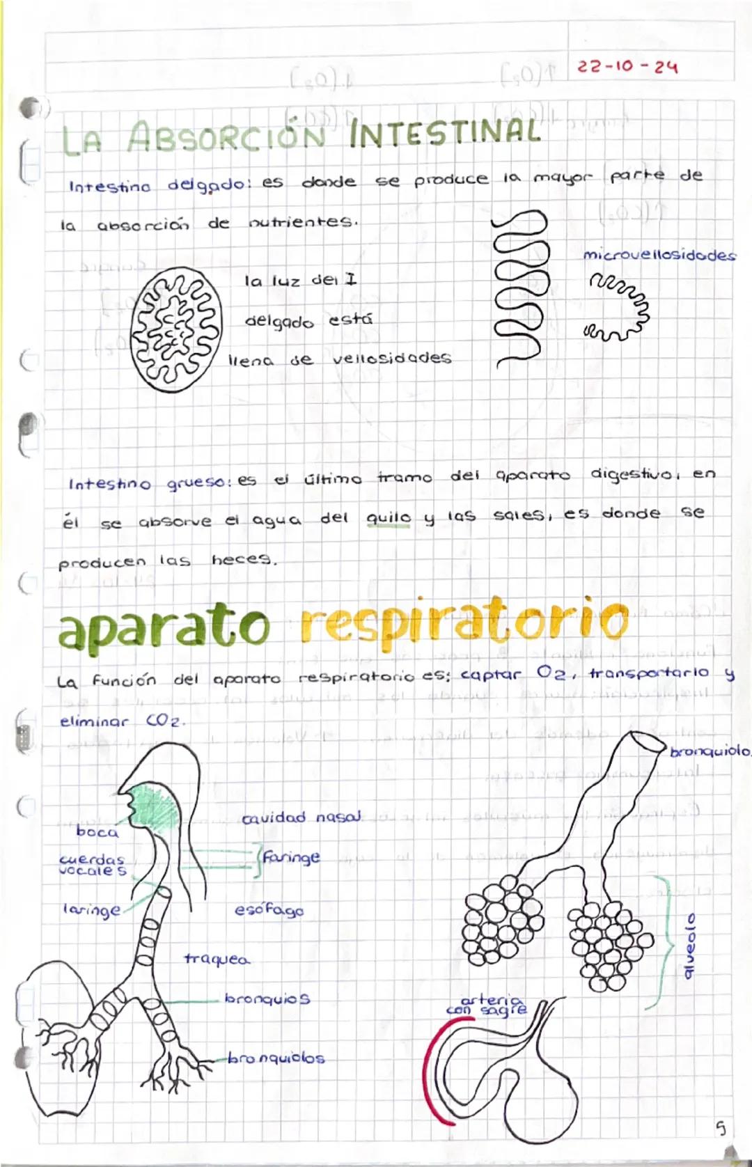 1-10-24
tema 1
SERES HUMANOS la Función de
nutrición
1. Niveles de organización
a) Nivel atómica
b) Nivel
molecular
c) Nivel celular
d) Nive