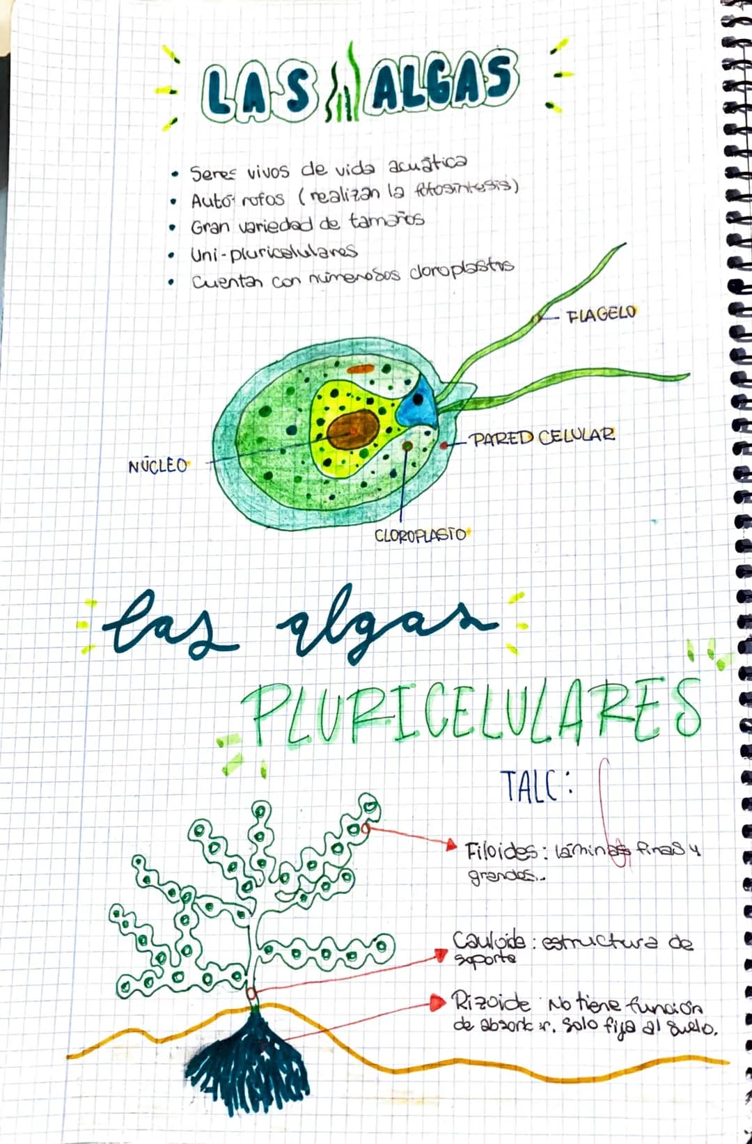 ●
Seres vivos de vida acuática
• Auto rofos (realizan la fotosintesis)
· Gran variedad de tamaños
●
LAS ALGAS
NUCLEO
Uni-pluricelulares
Cuen