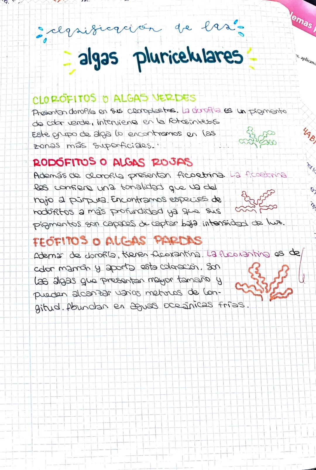 ●
Seres vivos de vida acuática
• Auto rofos (realizan la fotosintesis)
· Gran variedad de tamaños
●
LAS ALGAS
NUCLEO
Uni-pluricelulares
Cuen