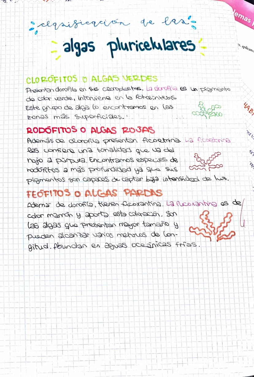 ●
Seres vivos de vida acuática
• Auto rofos (realizan la fotosintesis)
· Gran variedad de tamaños
●
LAS ALGAS
NUCLEO
Uni-pluricelulares
Cuen