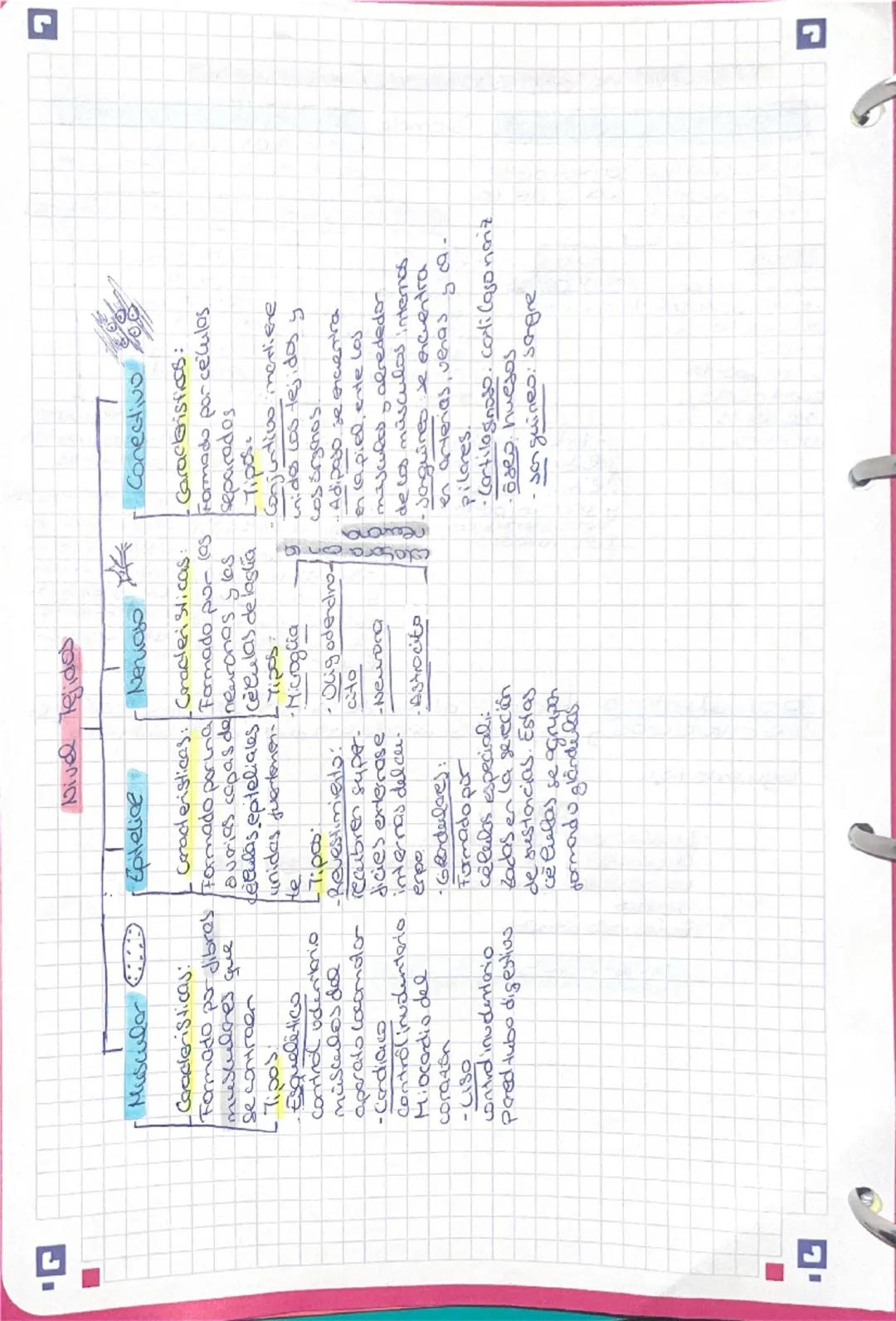 Nivel Tejidos

Muscular
Caracteristicas:
- Formado por dibres
musculares que
se contraen
Tipos:
- Esquelético
control odenitonio
miscalos de