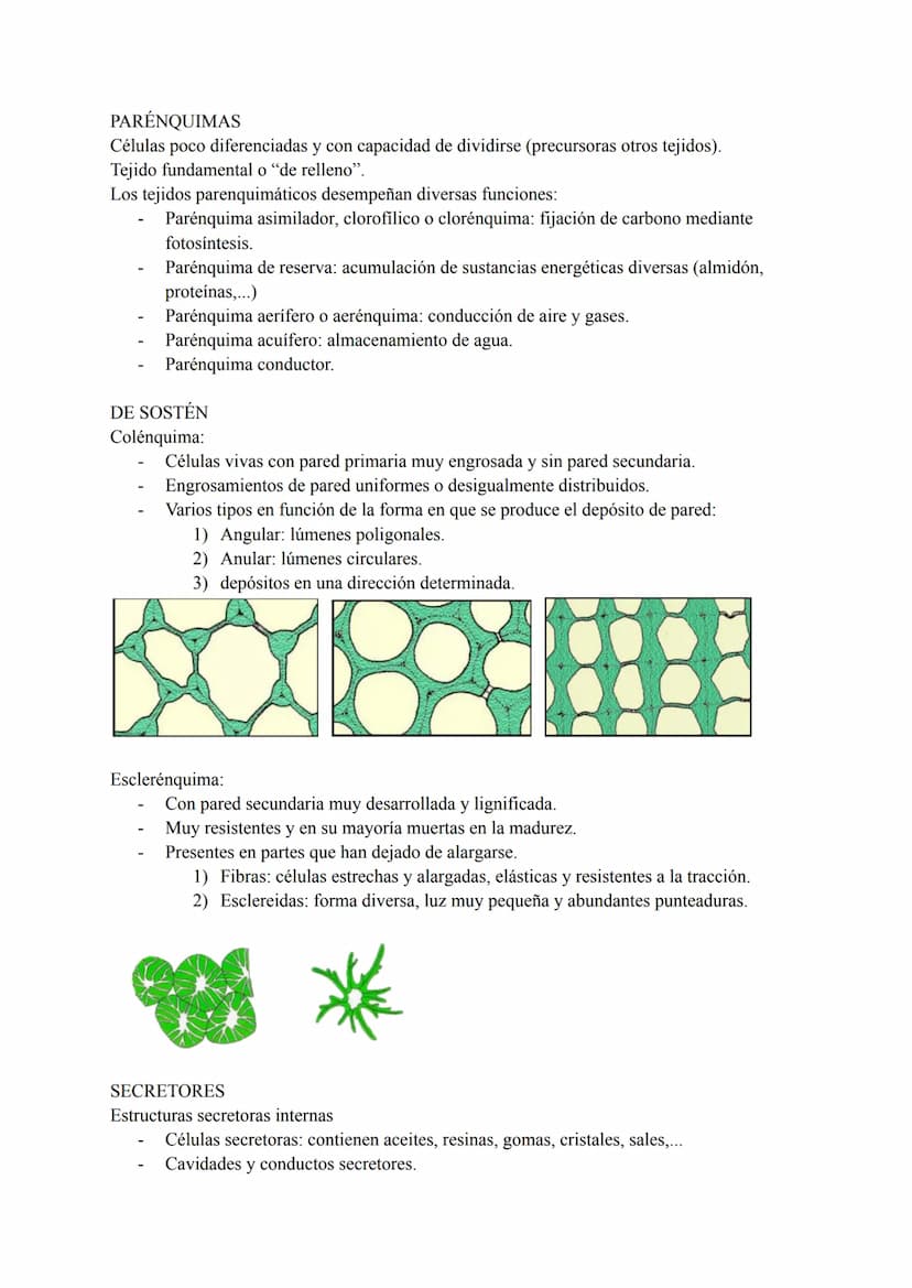 Tejidos vegetales: grupos de células con origen, estructura y funciones comunes. Según su
función encontramos:
Tejidos simples:
1) Meristemo